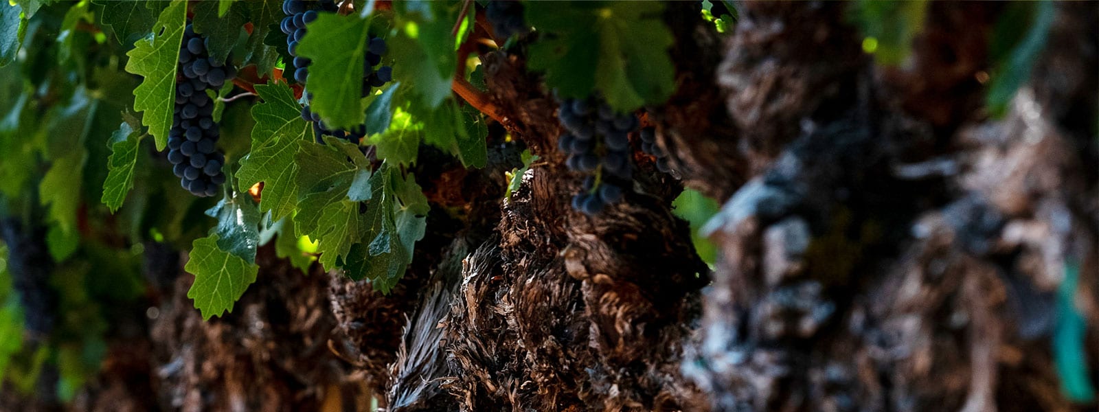 IX Grapes Textur Vines