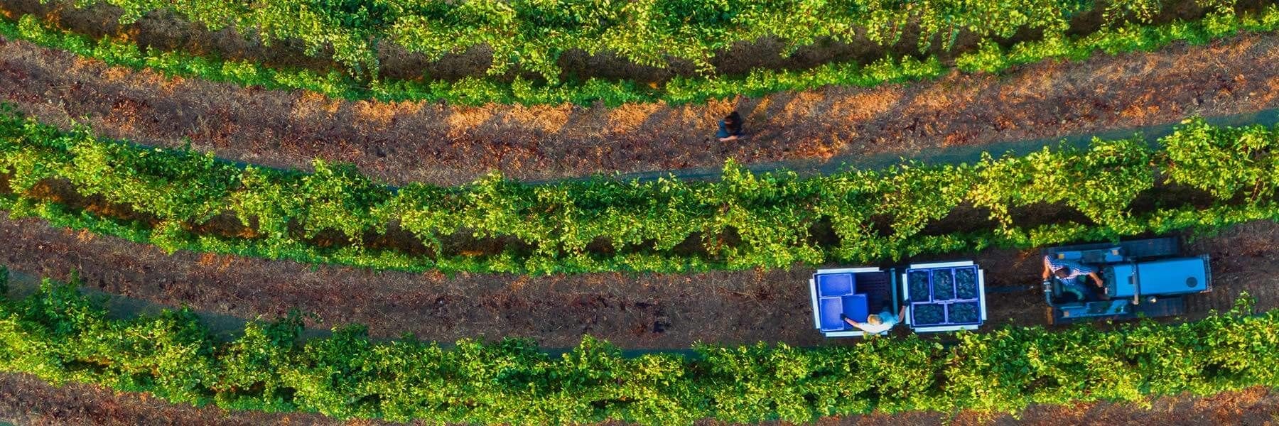 Vineyard Harvest Overhead Shot
